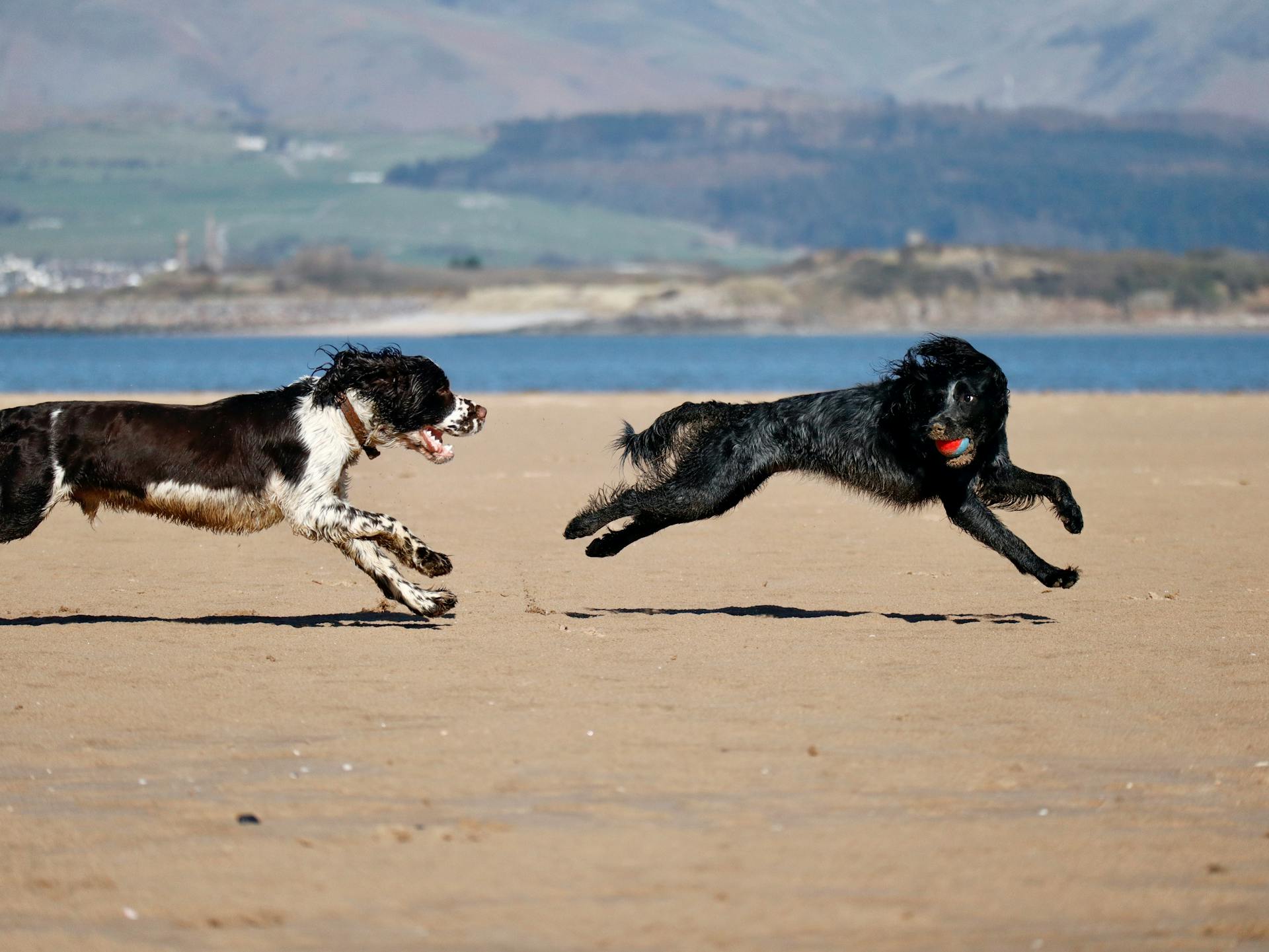 Dogs Running at the Beach