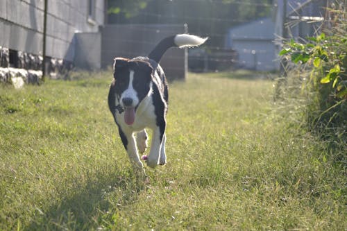 Free stock photo of border collie, dog, grass