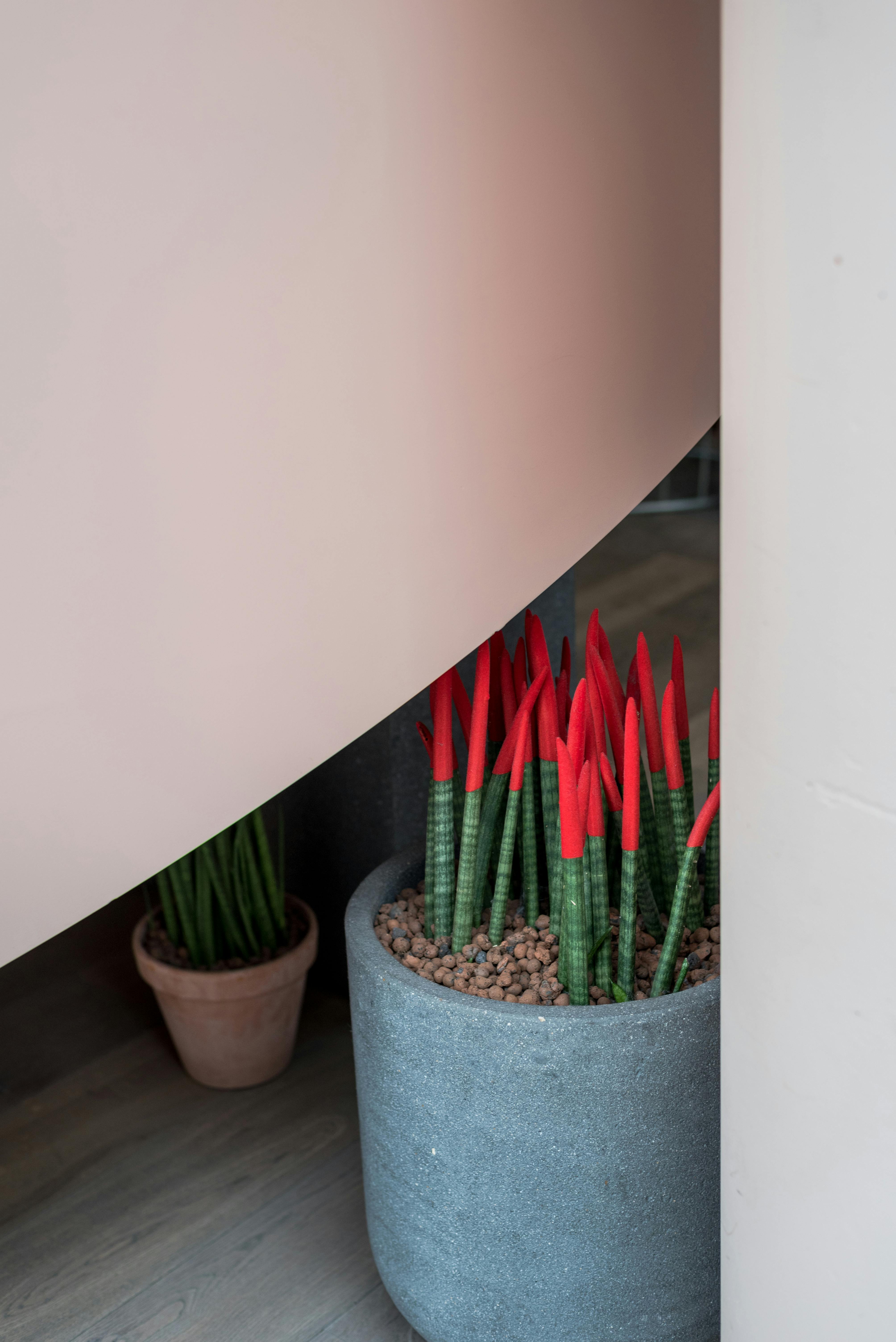 Sansevieria cylindrica