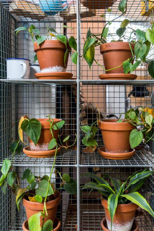 Free Decorative green plants displayed in clay pots on stylish metal shelves, perfect for interior gardening. Stock Photo