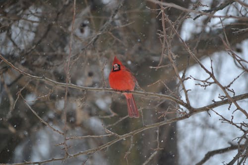 Free stock photo of branches, cardinal, snow