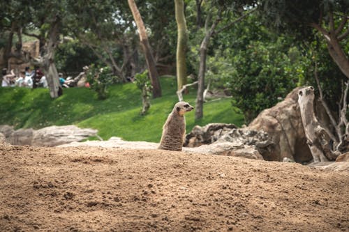 A Meerkat on the Sand