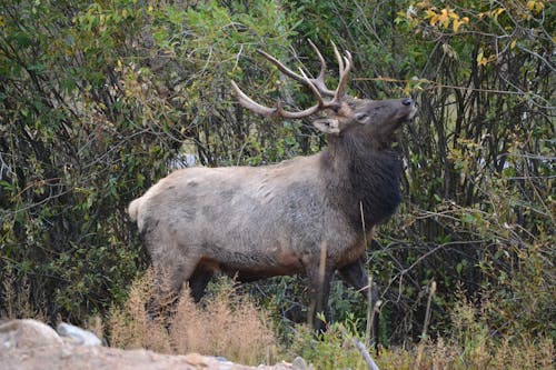 Free stock photo of elk, estes park, wildlife