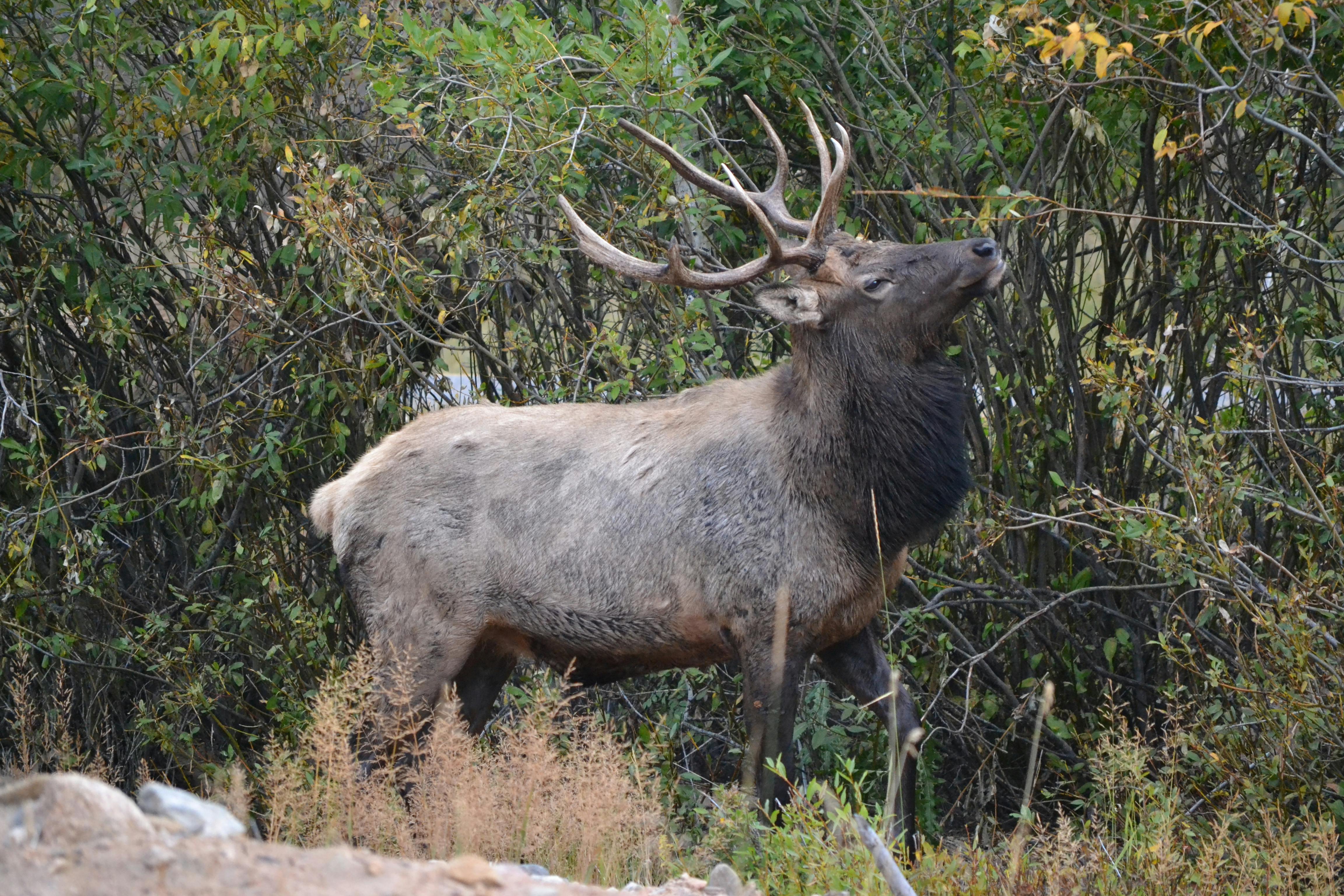 Free stock photo of elk, Estes Park, wildlife