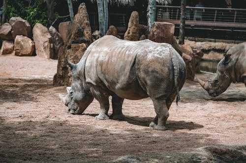 A Rhinoceros in the Zoo