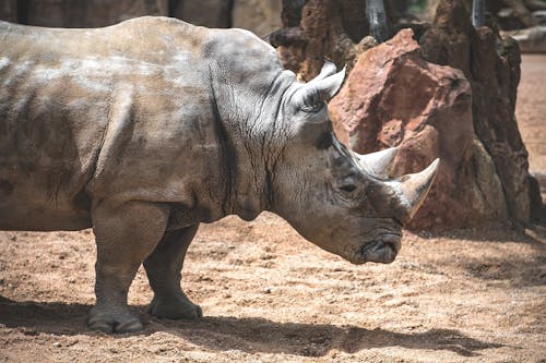 Close-Up Shot of a Rhinoceros