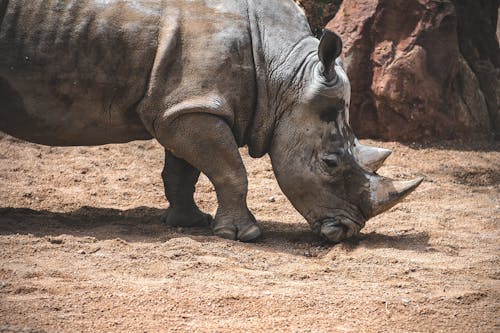 Close-Up Shot of a Rhinoceros