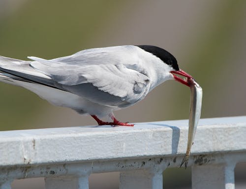 Oiseau Blanc Et Noir