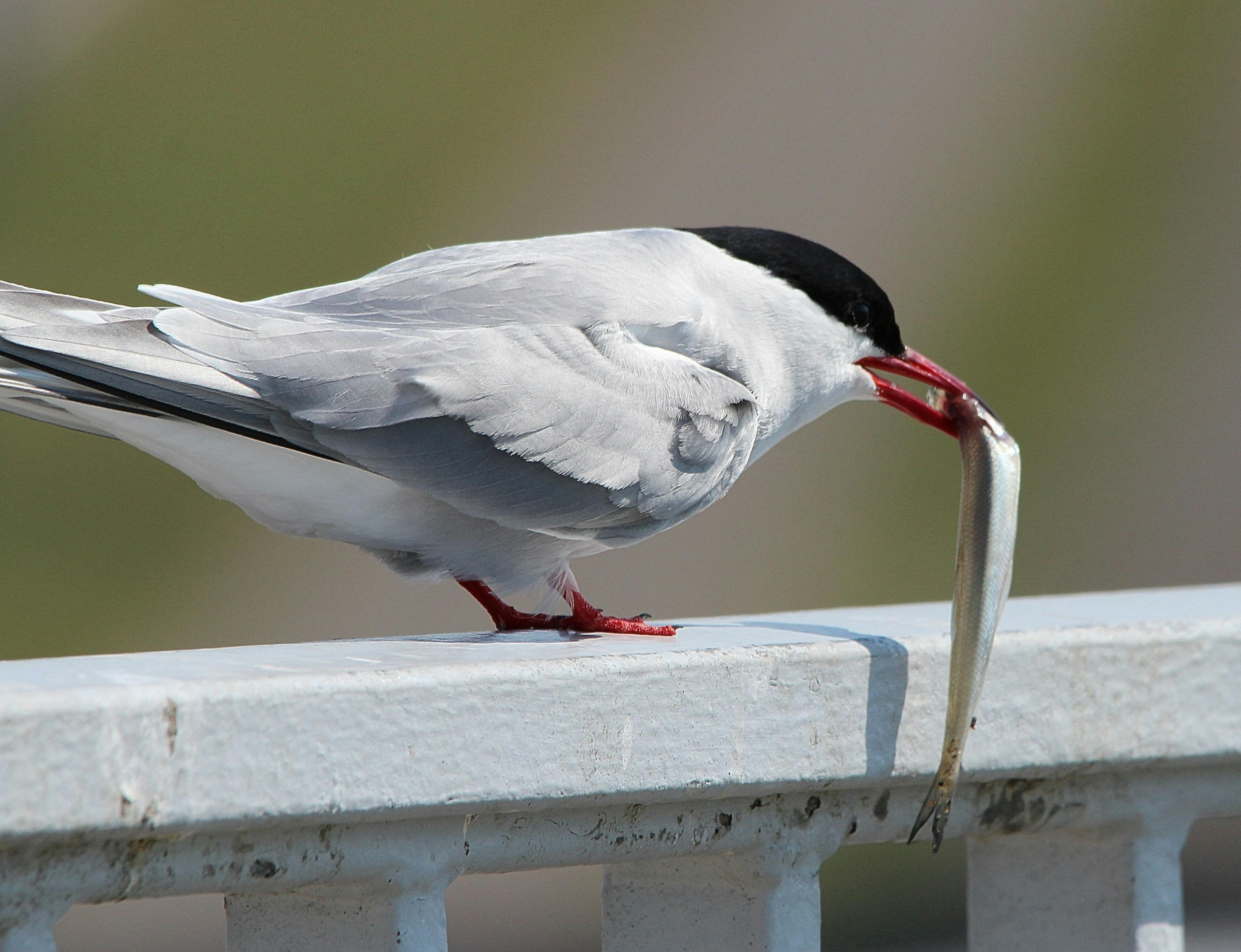 Weißer Und Schwarzer Vogel · Kostenloses Stock Foto