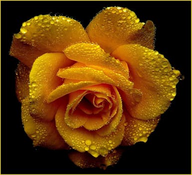 Shallow Focus Photography of Yellow Flower