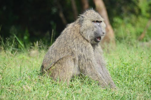 Gratuit Photos gratuites de animal, babouin, être assis Photos
