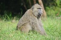 Brown Monkey Sitting on Green Grass