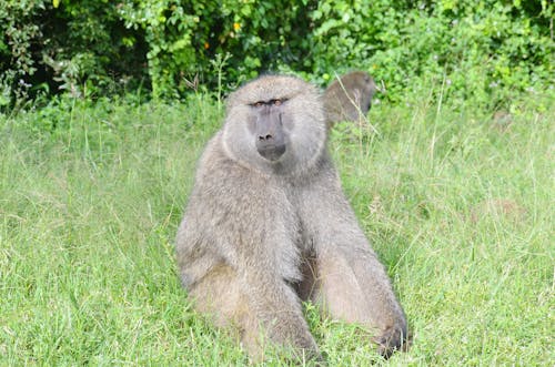 Gratis stockfoto met baviaan, beest, dieren in het wild Stockfoto