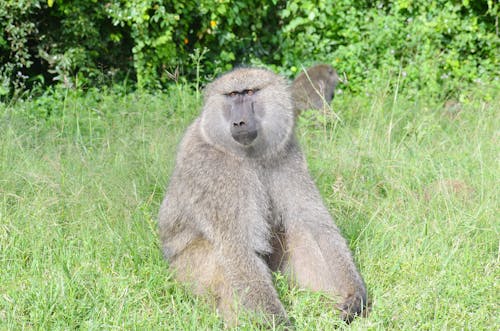 A Baboon Monkey Sitting on Grass Field 