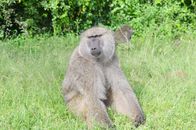 Brown Monkey Sitting on Green Grass