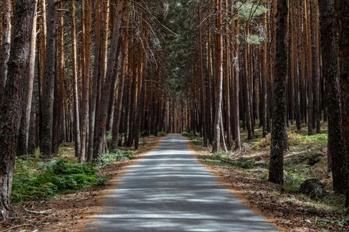 Free A peaceful forest road flanked by tall trees, creating a picturesque natural tunnel. Stock Photo