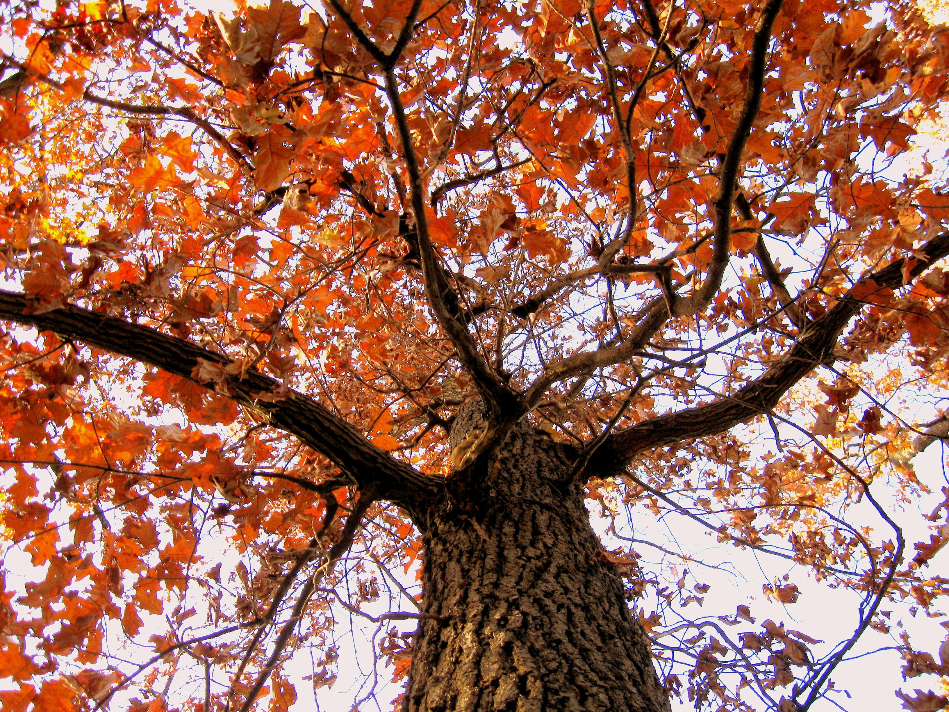 Free stock photo of orange, tree
