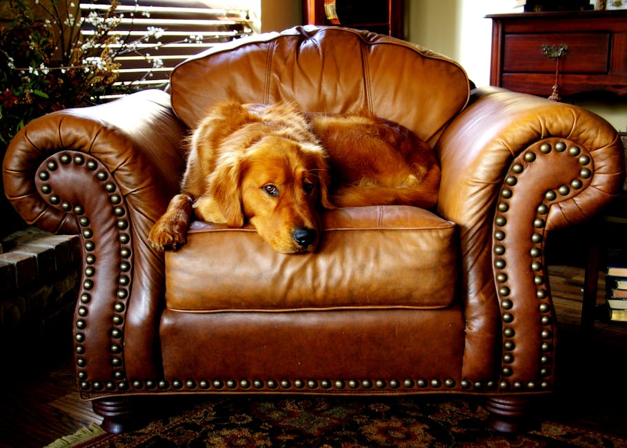 canine, chair, cushion