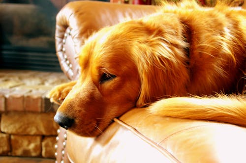 Adult Red Retriever Lying on Couch