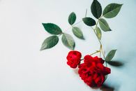 绿叶映衬下的优雅红玫瑰，置于白色背景之上，非常适合花卉摄影爱好者