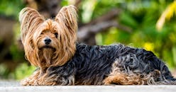 可爱的约克郡梗在郁郁葱葱的背景下摆姿势