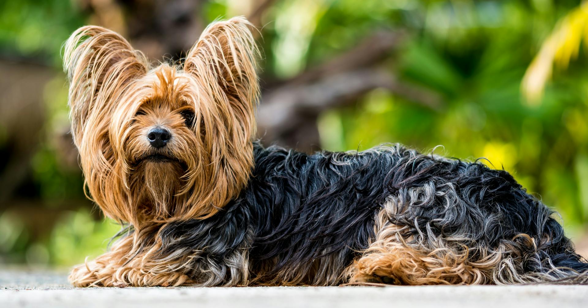 Svart och brun Yorkshire terrier på sittande fot