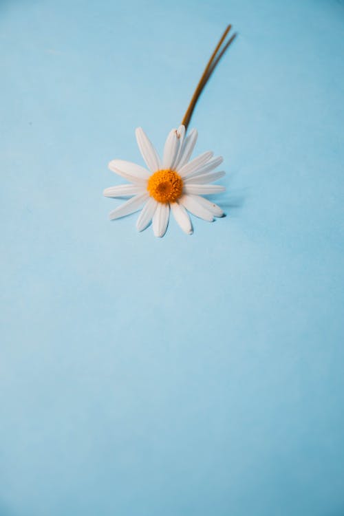 Gratuit Imagine de stoc gratuită din floare, floră, fotografie de flori Fotografie de stoc