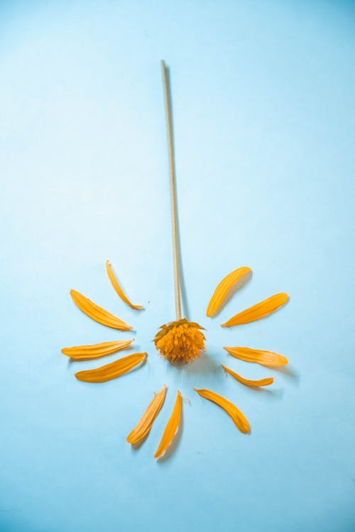 Yellow Flower on Light Blue Surface