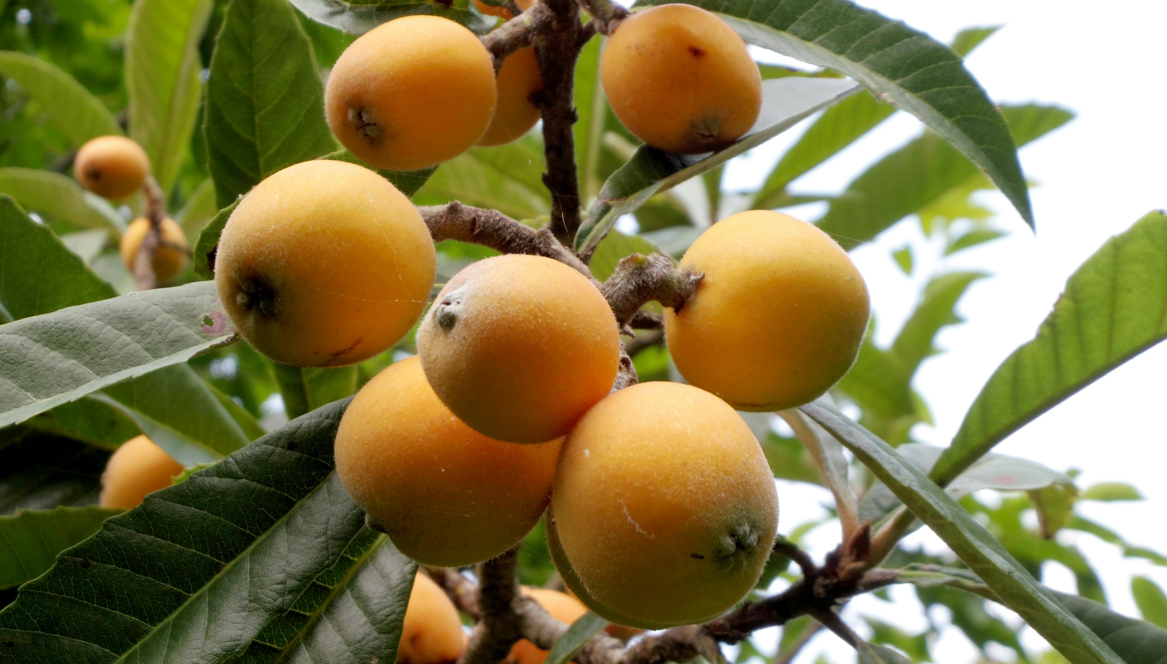 Free stock photo of loquat