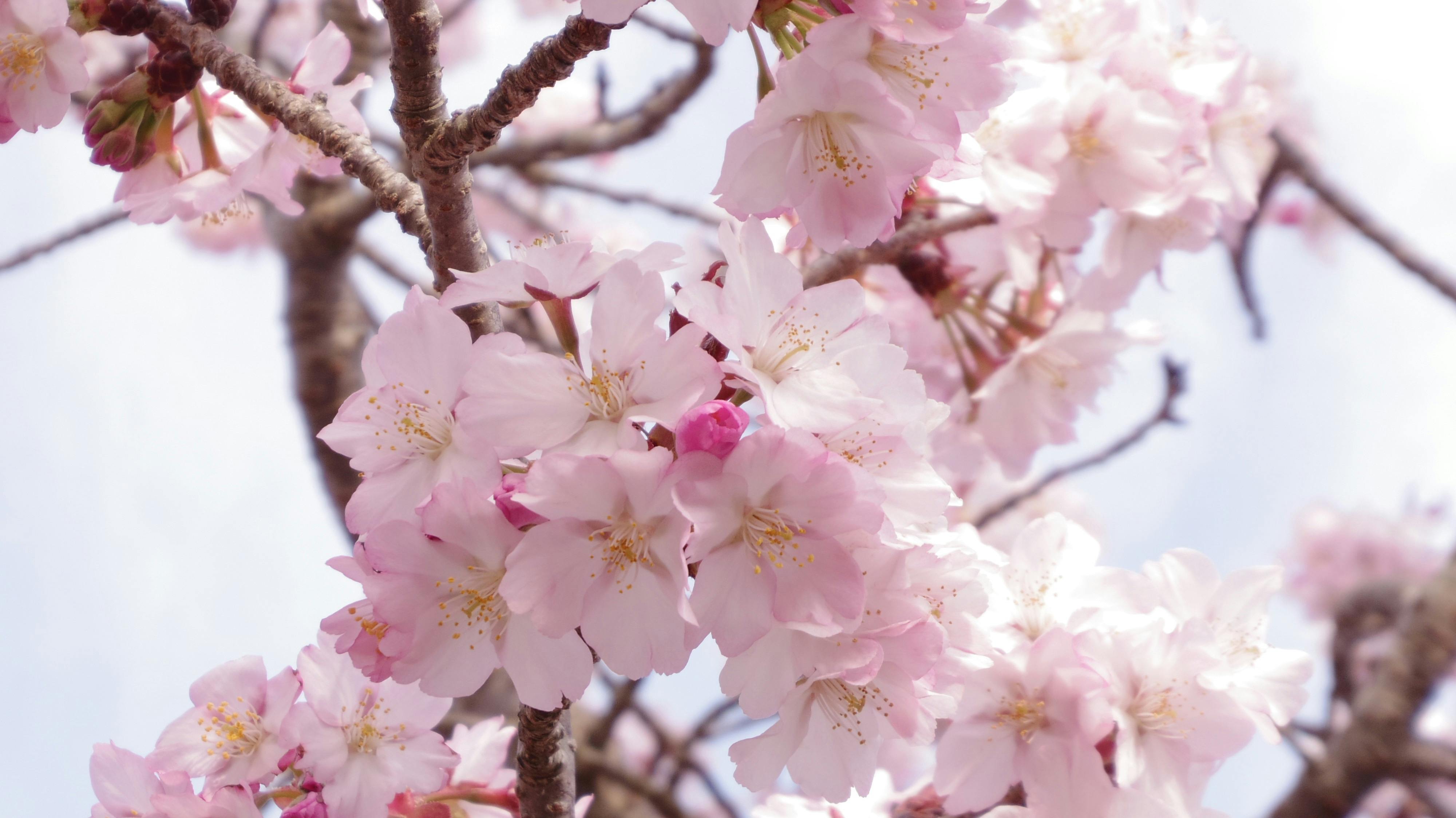 Free Stock Photo Of Cherry Blossoms