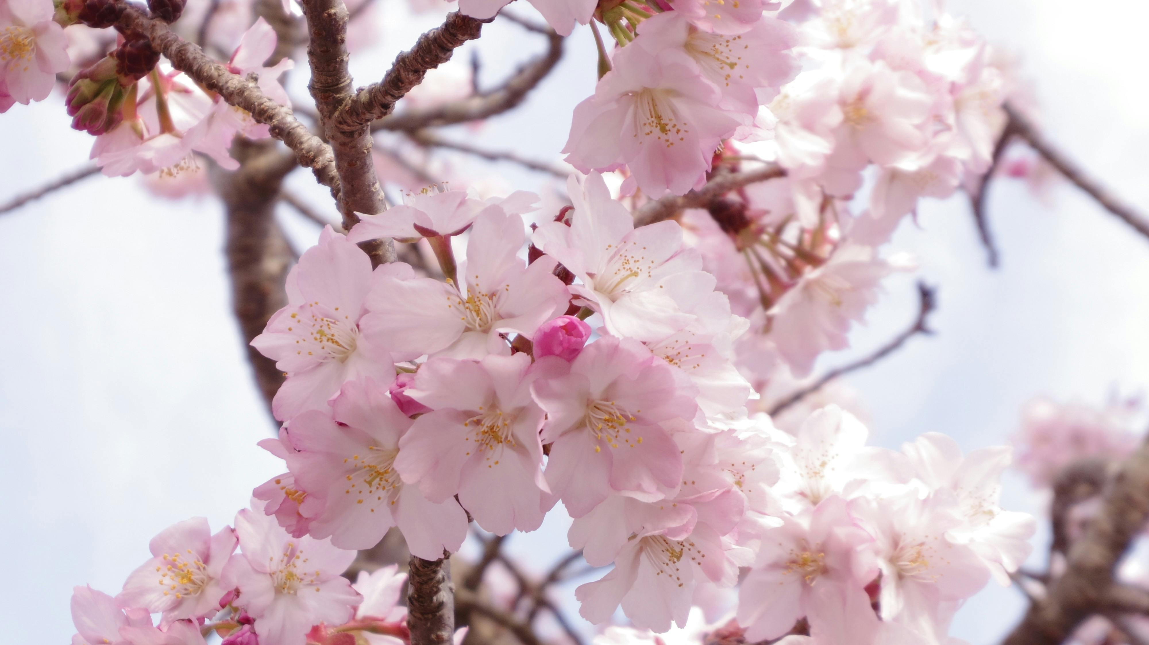 Free stock photo of cherry blossoms