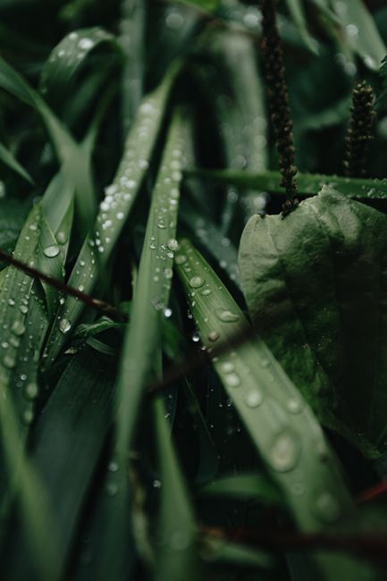 Selective focus of small round transparent drops of dew on long dark green blades of grass in meadow in daylight