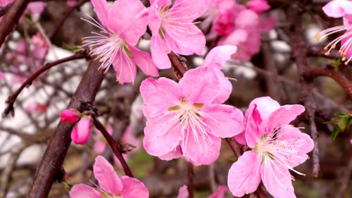 Flores De Cerejeira Rosa