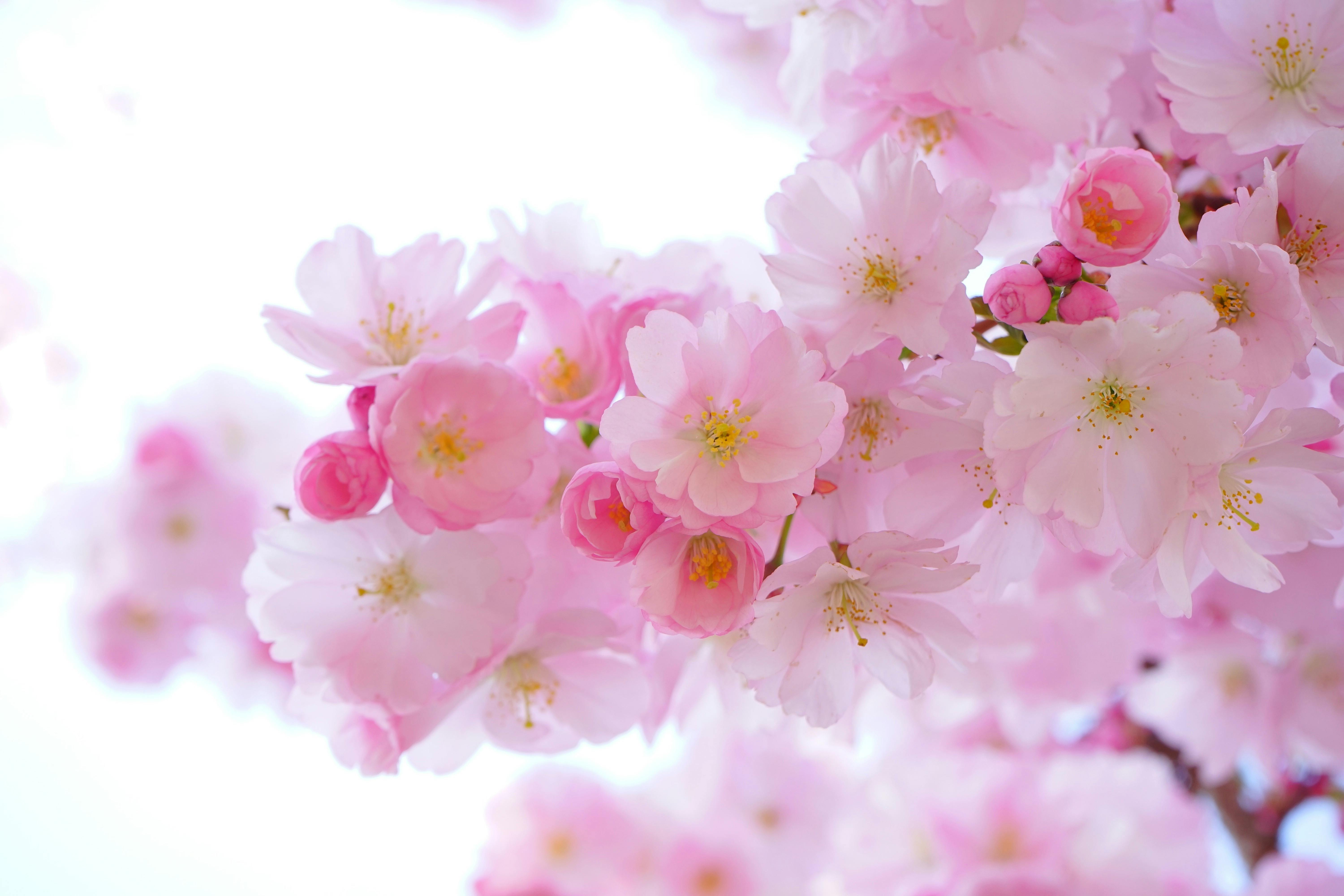 Photo Gratuite De Arbre Fleur Fleur De Cerisier