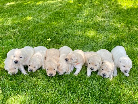 Vendre un chiot sur Leboncoin en 2026 : SIREN, LOF, don, amendes