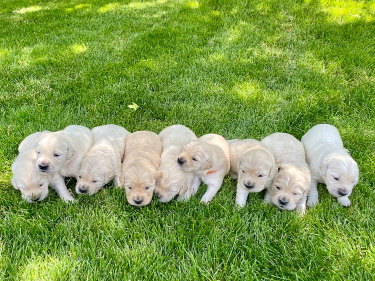 White And Brown Short Coated Dogs On Green Grass Field