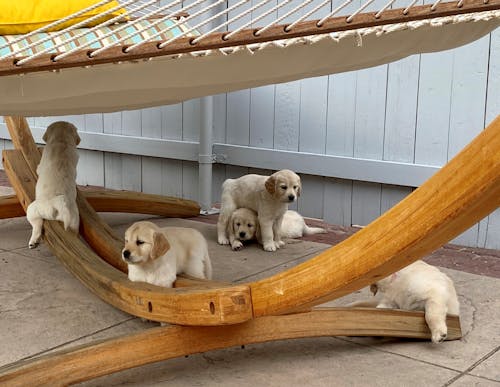 Free Beige Short Coated Puppy on Brown Wooden Hammock Stock Photo