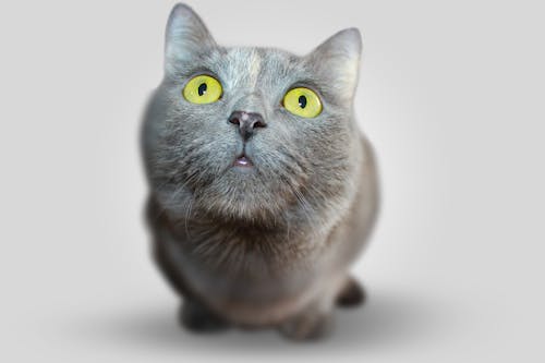 Free Shallow Focus of Cat Face Stock Photo