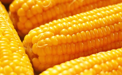 A Close-up Photo of Delicious Yellow Corn on the Cobs