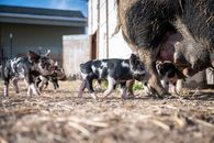 Piglets standing near big pig on farm