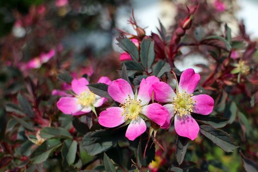 Close-up of vibrant pink wild roses blooming under sunlight, capturing natural beauty.