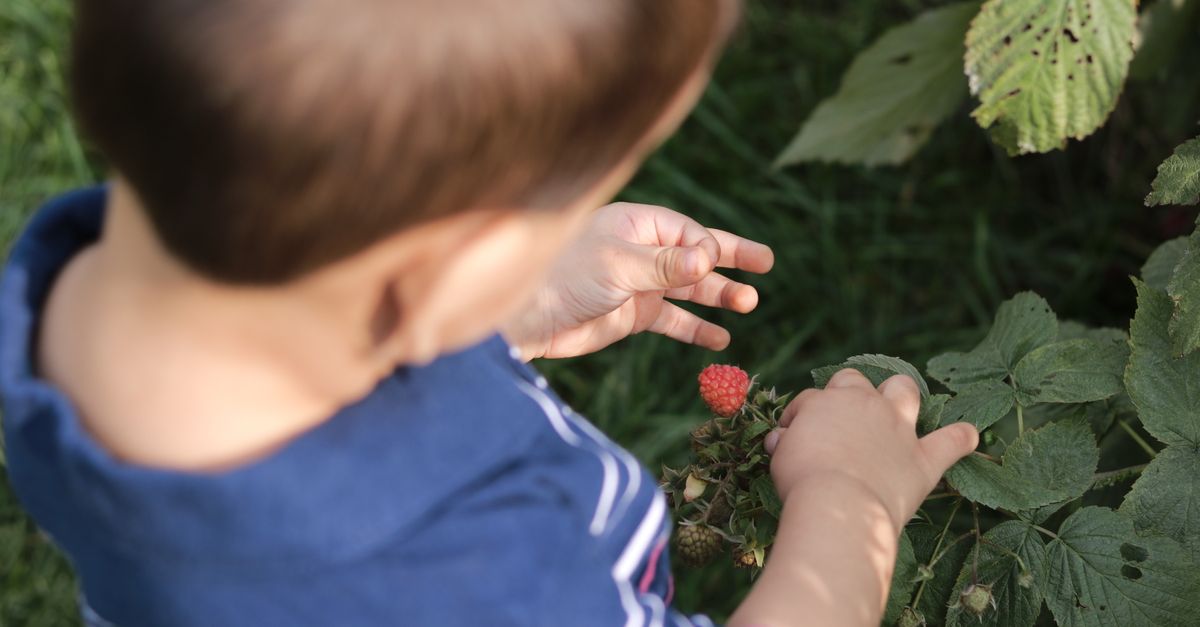 Jeune enfant atteignant une framboise mûre dans un jardin. Capturé par-dessus.