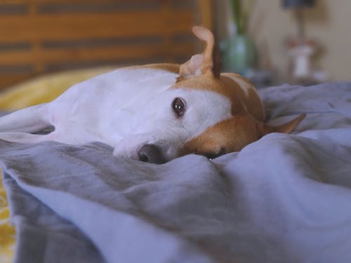 Free A White and Brown Short Coated Dog Lying on Blue Textile Stock Photo