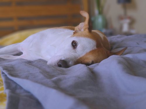 Free A cute dog resting peacefully on a soft bed inside a cozy room. Stock Photo