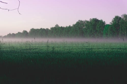 Green Grass Field Under White Sky