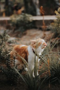 可爱的毛茸茸的猫伸出舌头，品尝夏天的植物