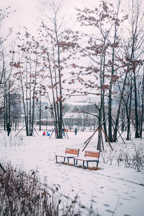 Foto d'estoc gratuïta de arbres nus, bancs, boscos