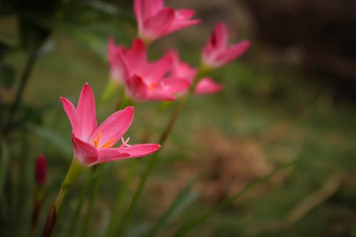 คลังภาพถ่ายฟรี ของ ดอกไม้สวย, ดอกไม้สีชมพู