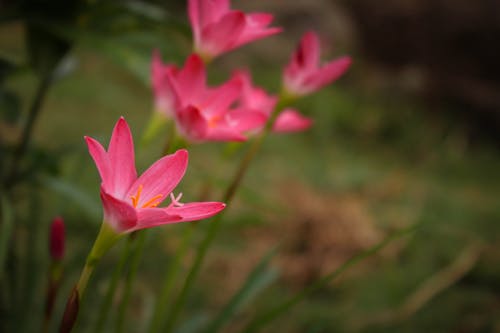 Free stock photo of beautiful flowers, pink flower