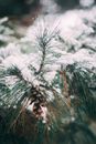 特写镜头捕捉了多雪的松树枝与松果，展现了冬季树叶的本质